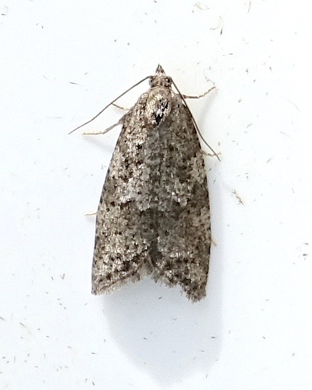 flat tortrix